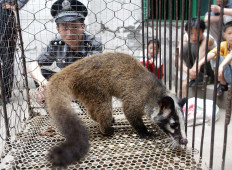 This file picture taken on May 26, 2003 shows a policeman watching over a civet cat captured in the wild by a farmer in Wuhan, in central China's Hubei province.