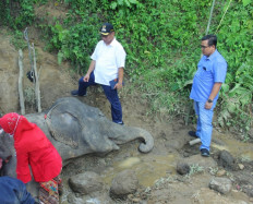 55-year-old elephant dies at Medan Zoo after losing appetite for days