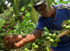 AndrŽ Randriamampionina, farmer and coffee grower picks coffee berries during his harvest in Amparaky village in Ampefy town of Itasy region, Madagascar January 24, 2020. 