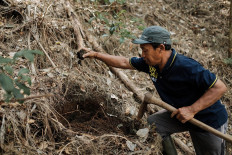 A farmer digs a hole for the banyan plant. JP/Anggara Mahendra
