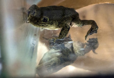 Chilean scientists scramble to save last of desert frogs from extinction