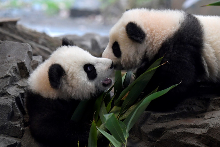 Berlin S Panda Twins Ready For Public Debut Environment The