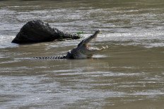 See you later, alligator: Crocodile rescue contest in Palu cancelled as no takers emerge