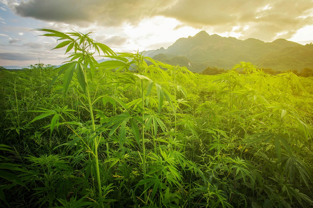 Police find marijuana field  along Papua PNG border 