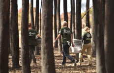 Dozens of koalas dead after logging at Australian plantation