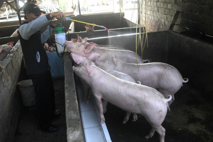 Hundreds Of Pigs In Bali Killed By Mystery Disease National The Jakarta Post pigs in bali killed by mystery disease