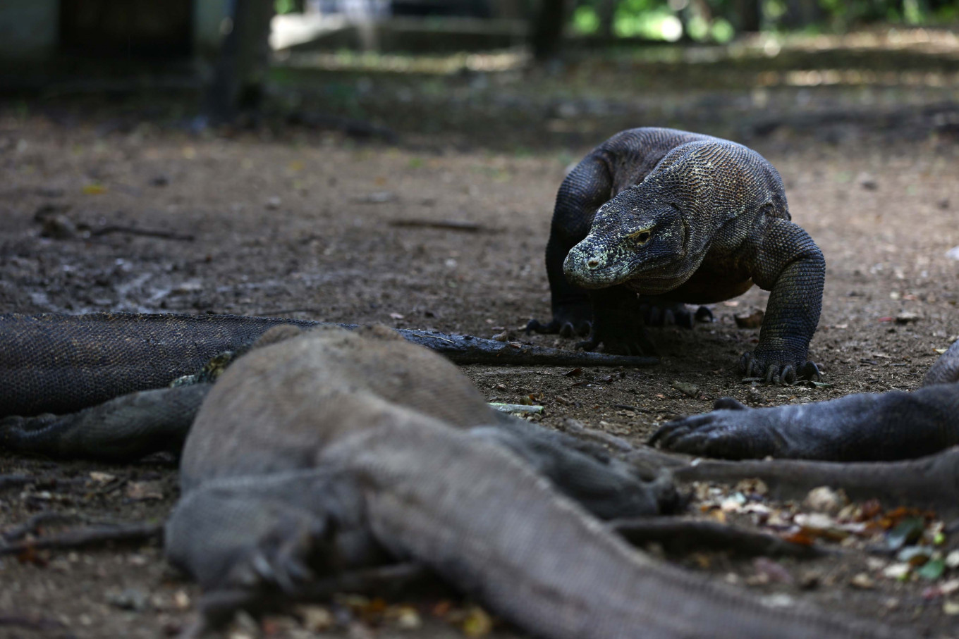 Komodo Dragon Hatching