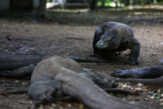 Komodo dragons lounge on Rinca Island, East Nusa Tenggara, on March 29, 2018.
