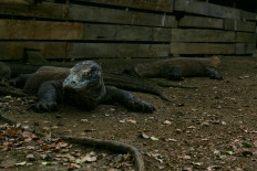 No 'Jurassic Park': NTT administration says Rinca Island project is ecotourism