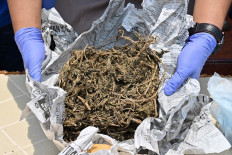 Kupang Court sends man to jail for consuming marijuana for medical use