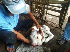 Three-eyed, two-snouted calf attracts curious onlookers in East Java hamlet