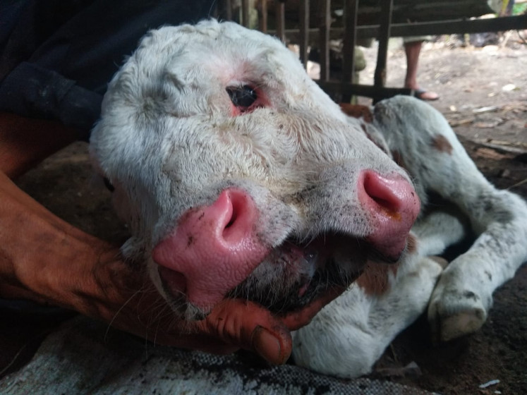 Pahing, a calf with three eyes and two snouts, in Blitar, East Java, on Feb. 7.