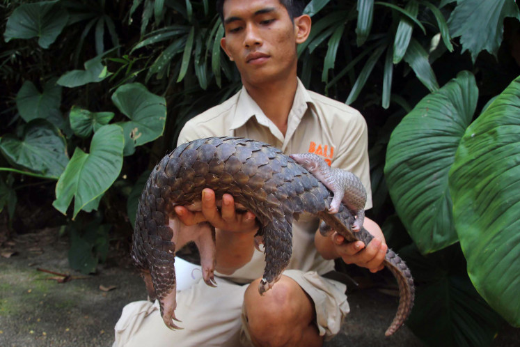 A zookeeper holds a female pangolin (Manis Javanica) with her baby on her back at Bali Zoo in Gianyar.