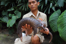 A zookeeper holds a female pangolin (Manis Javanica) with her baby on her back at Bali Zoo in Gianyar.