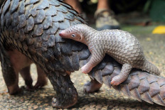 A baby pangolin (Manis Javanica) climbs on its mother's back at Bali Zoo in Gianyar in this file photo.