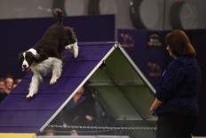 Puppies and older pooches face tough odds to win Westminster glory