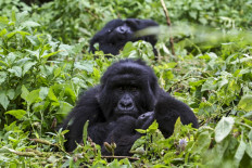 Four rare mountain gorillas 'killed by lightning' in Uganda