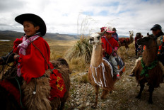 Ecuador children race llamas to save wetland park