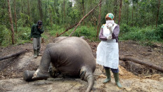 Wild female elephant found dead in Riau