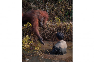 More than meets the eye in photo of orangutan ‘offering help’ to man