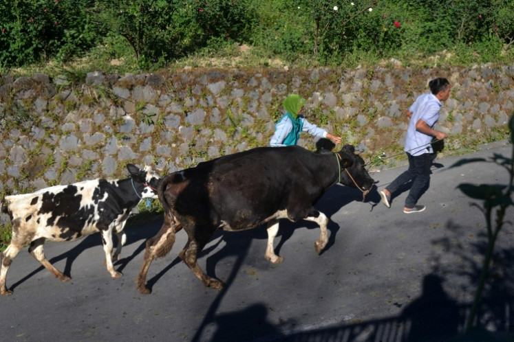 Farmers in Boyolali can produce up to 80,000 liters of milk per day from 60,000 cows.
