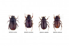 Researchers discover four new beetle species in North Maluku