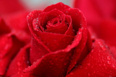 Drown your Valentine's Day sorrows at this Hollywood watering hole