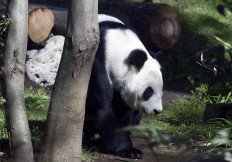 Mexico's giant pandas are Chinese in name only