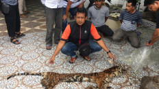 Riau Police arrest members of crime ring implicated in tiger organ trade