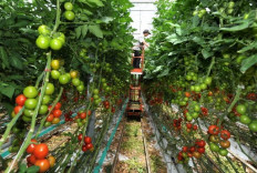 France confirms first case of ruinous tomato virus
