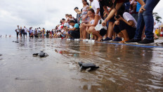Go home! People release baby green turtles into the sea at Seminyak Beach in Bali recently. They released almost 100 turtles as part of a conservation effort. 