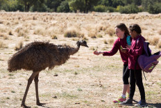 No backward steps: Imogen Thomas seeks to connect communities with 'Emu Runner'
