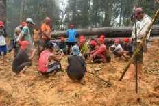 Maluku indigenous people arrested amid conflict with company over disputed forest