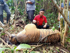 Critically endangered Sumatran tiger found dead with neck caught in wire trap