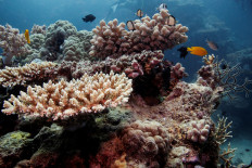 Great Barrier Reef risks 'in danger' World Heritage listing