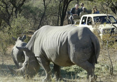 Nearly 50 rhinos killed in Botswana in 10 months as poaching surges