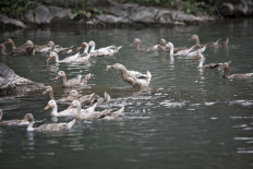 Army of 100,000 Chinese ducks on standby to combat locust swarms