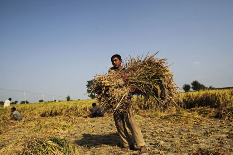 Farm worker carries bundle of rice during rice harvesting in Chiniot district of Punjab province, Pakistan, on Sunday, Oct. 13, 2013. 
