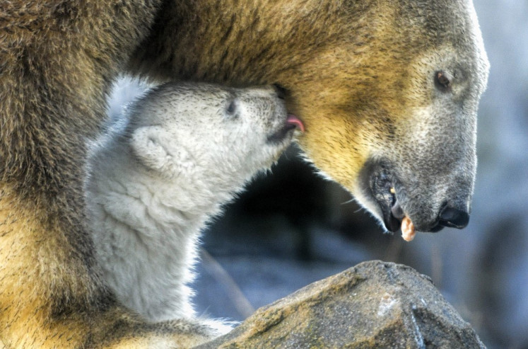 A polar bear cub licks its mother Nora during its first public appearance at the Schoenbrunn zoo in Vienna, Austria, on February 13, 2020.