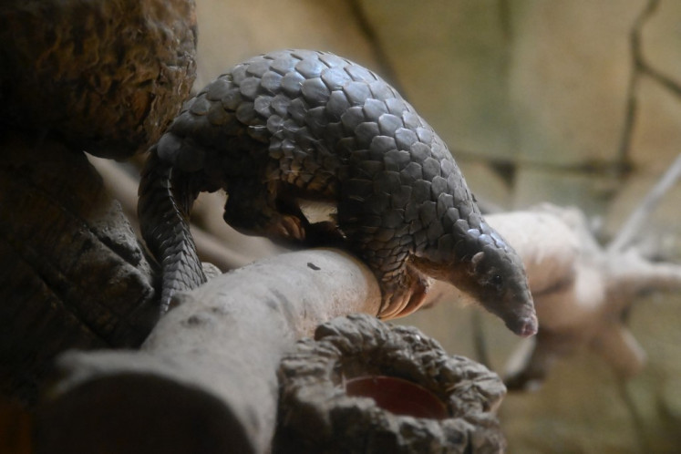 This file photo taken on July 22, 2019 shows a Formosan pangolin at the Taipei Zoo. 