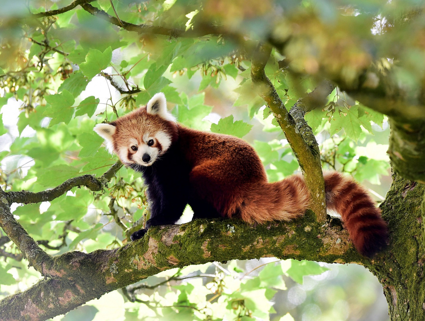 Genetic study shows the red panda is actually two separate species