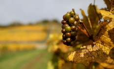 Germany's ice wine harvest fails because of mild winter