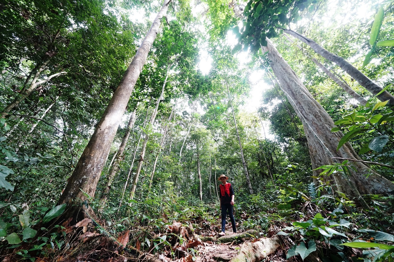 Indonesia To Receive 56 Million From Norway For Reducing Emissions National The Jakarta Post