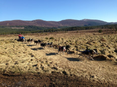 'Climate change has crucified us': UK sled dog center to close