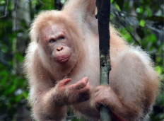Rare albino orangutan spotted in Kalimantan rainforest