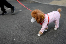 A dog wears a mask over its mouth on a street in Beijing on Feb. 13, 2020. 