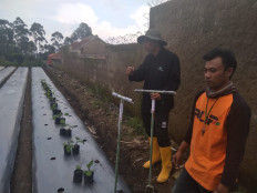Bandung farmers plant Japanese vegetable to improve income