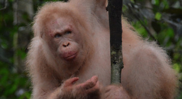 World&rsquo;s rare albino orangutan spotted alive in Borneo rainforest