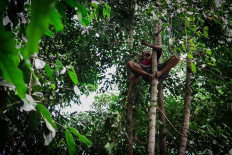 Wakir climbs a melinjo tree to cut down twigs and branches in Gamping, Sleman, Yogyakarta. JP/Anggertimur Lanang Tinarbuko