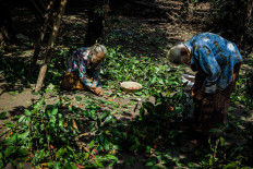 Merto (left) and Sarinem pluck red melinjo fruits from the cut branches.  JP/Anggertimur Lanang Tinarbuko